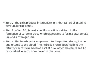 • Step 2: The cells produce bicarbonate ions that can be shunted to
peritubular capillaries.
• Step 3: When CO2 is available, the reaction is driven to the
formation of carbonic acid, which dissociates to form a bicarbonate
ion and a hydrogen ion.
• Step 4: The bicarbonate ion passes into the peritubular capillaries
and returns to the blood. The hydrogen ion is secreted into the
filtrate, where it can become part of new water molecules and be
reabsorbed as such, or removed in the urine.
 