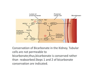 Conservation of Bicarbonate in the Kidney. Tubular
cells are not permeable to
bicarbonate;thus,bicarbonate is conserved rather
than reabsorbed.Steps 1 and 2 of bicarbonate
conservation are indicated.
 