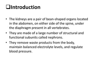 Introduction
• The kidneys are a pair of bean-shaped organs located
in the abdomen, on either side of the spine, under
the diaphragm present in all vertebrates.
• They are made of a large number of structural and
functional subunits called nephrons.
• They remove waste products from the body,
maintain balanced electrolyte levels, and regulate
blood pressure.
 