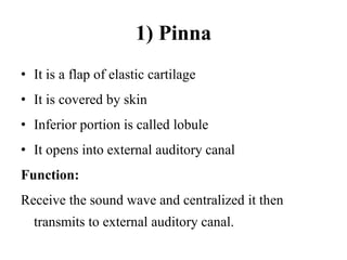 1) Pinna
• It is a flap of elastic cartilage
• It is covered by skin
• Inferior portion is called lobule
• It opens into external auditory canal
Function:
Receive the sound wave and centralized it then
transmits to external auditory canal.
 