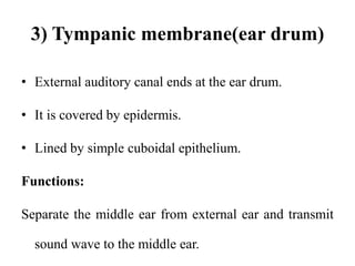 3) Tympanic membrane(ear drum)
• External auditory canal ends at the ear drum.
• It is covered by epidermis.
• Lined by simple cuboidal epithelium.
Functions:
Separate the middle ear from external ear and transmit
sound wave to the middle ear.
 