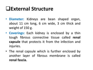 External Structure
• Diameter: Kidneys are bean shaped organ,
about 11 cm long, 6 cm wide, 3 cm thick and
weight of 150 g.
• Coverings: Each kidney is enclosed by a thin
tough fibrous connective tissue called renal
capsule that protects it from the infection and
injuries.
• The renal capsule which is further enclosed by
another layer of fibrous membrane is called
renal fascia.
 