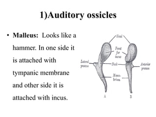 1)Auditory ossicles
• Malleus: Looks like a
hammer. In one side it
is attached with
tympanic membrane
and other side it is
attached with incus.
 