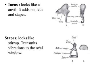 • Incus : looks like a
anvil. It adds malleus
and stapes.
Stapes: looks like
stirrup. Transmits
vibrations to the oval
window.
 