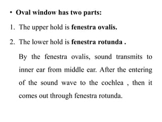 • Oval window has two parts:
1. The upper hold is fenestra ovalis.
2. The lower hold is fenestra rotunda .
By the fenestra ovalis, sound transmits to
inner ear from middle ear. After the entering
of the sound wave to the cochlea , then it
comes out through fenestra rotunda.
 
