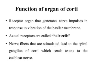 Function of organ of corti
• Receptor organ that generates nerve impulses in
response to vibration of the basilar membrane.
• Actual receptors are called “hair cells”
• Nerve fibers that are stimulated lead to the spiral
ganglion of corti which sends axons to the
cochlear nerve.
 