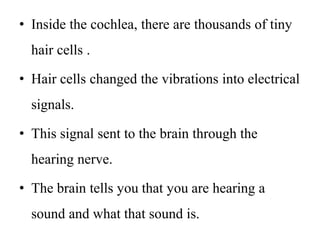 • Inside the cochlea, there are thousands of tiny
hair cells .
• Hair cells changed the vibrations into electrical
signals.
• This signal sent to the brain through the
hearing nerve.
• The brain tells you that you are hearing a
sound and what that sound is.
 
