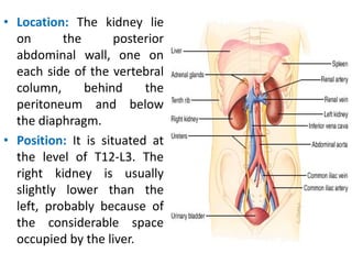 • Location: The kidney lie
on the posterior
abdominal wall, one on
each side of the vertebral
column, behind the
peritoneum and below
the diaphragm.
• Position: It is situated at
the level of T12-L3. The
right kidney is usually
slightly lower than the
left, probably because of
the considerable space
occupied by the liver.
 