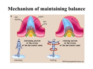 Mechanism of maintaining balance
 