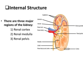 Internal Structure
• There are three major
regions of the kidney:
1) Renal cortex
2) Renal medulla
3) Renal pelvis
 