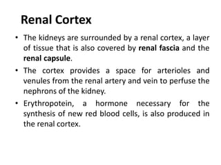 Renal Cortex
• The kidneys are surrounded by a renal cortex, a layer
of tissue that is also covered by renal fascia and the
renal capsule.
• The cortex provides a space for arterioles and
venules from the renal artery and vein to perfuse the
nephrons of the kidney.
• Erythropotein, a hormone necessary for the
synthesis of new red blood cells, is also produced in
the renal cortex.
 