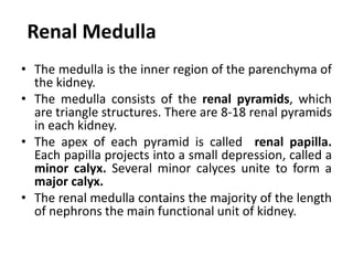 Renal Medulla
• The medulla is the inner region of the parenchyma of
the kidney.
• The medulla consists of the renal pyramids, which
are triangle structures. There are 8-18 renal pyramids
in each kidney.
• The apex of each pyramid is called renal papilla.
Each papilla projects into a small depression, called a
minor calyx. Several minor calyces unite to form a
major calyx.
• The renal medulla contains the majority of the length
of nephrons the main functional unit of kidney.
 