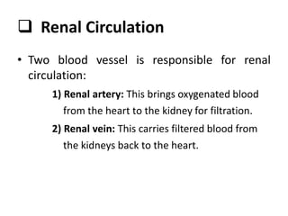  Renal Circulation
• Two blood vessel is responsible for renal
circulation:
1) Renal artery: This brings oxygenated blood
from the heart to the kidney for filtration.
2) Renal vein: This carries filtered blood from
the kidneys back to the heart.
 