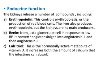  Endocrine function
The kidneys release a number of compounds , including:
a) Erythropoietin: This controls erythropoiesis, or the
production of red blood cells. The liver also produces
erythropoietin, but the kidneys are its main producers .
b) Renin: from juxta-glomerular cell in response to low
BP. It convertr angiotensinigen into angiotensin-I and
then angiotensin-II .
c) Calcitriol: This is the hormonally active metabolite of
vitamin D. It increases both the amount of calcium that
the intestines can absorb
 