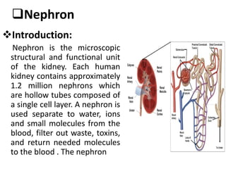 Nephron
Introduction:
Nephron is the microscopic
structural and functional unit
of the kidney. Each human
kidney contains approximately
1.2 million nephrons which
are hollow tubes composed of
a single cell layer. A nephron is
used separate to water, ions
and small molecules from the
blood, filter out waste, toxins,
and return needed molecules
to the blood . The nephron
 