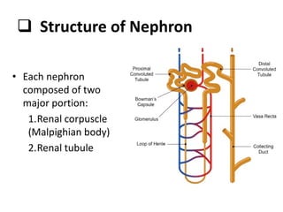  Structure of Nephron
• Each nephron
composed of two
major portion:
1.Renal corpuscle
(Malpighian body)
2.Renal tubule
 