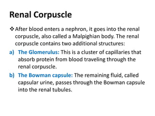 Renal Corpuscle
After blood enters a nephron, it goes into the renal
corpuscle, also called a Malpighian body. The renal
corpuscle contains two additional structures:
a) The Glomerulus: This is a cluster of capillaries that
absorb protein from blood traveling through the
renal corpuscle.
b) The Bowman capsule: The remaining fluid, called
capsular urine, passes through the Bowman capsule
into the renal tubules.
 