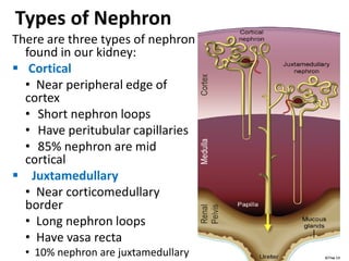 Types of Nephron
There are three types of nephron
found in our kidney:
 Cortical
• Near peripheral edge of
cortex
• Short nephron loops
• Have peritubular capillaries
• 85% nephron are mid
cortical
 Juxtamedullary
• Near corticomedullary
border
• Long nephron loops
• Have vasa recta
• 10% nephron are juxtamedullary
 