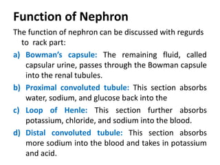 Function of Nephron
The function of nephron can be discussed with regurds
to rack part:
a) Bowman’s capsule: The remaining fluid, called
capsular urine, passes through the Bowman capsule
into the renal tubules.
b) Proximal convoluted tubule: This section absorbs
water, sodium, and glucose back into the
c) Loop of Henle: This section further absorbs
potassium, chloride, and sodium into the blood.
d) Distal convoluted tubule: This section absorbs
more sodium into the blood and takes in potassium
and acid.
 