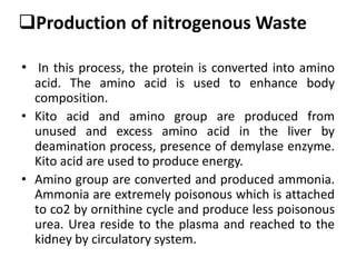 Production of nitrogenous Waste
• In this process, the protein is converted into amino
acid. The amino acid is used to enhance body
composition.
• Kito acid and amino group are produced from
unused and excess amino acid in the liver by
deamination process, presence of demylase enzyme.
Kito acid are used to produce energy.
• Amino group are converted and produced ammonia.
Ammonia are extremely poisonous which is attached
to co2 by ornithine cycle and produce less poisonous
urea. Urea reside to the plasma and reached to the
kidney by circulatory system.
 