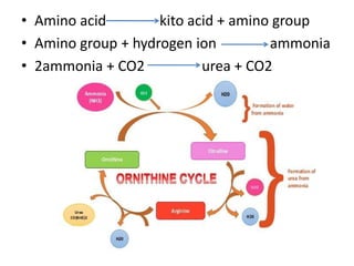 • Amino acid kito acid + amino group
• Amino group + hydrogen ion ammonia
• 2ammonia + CO2 urea + CO2
 