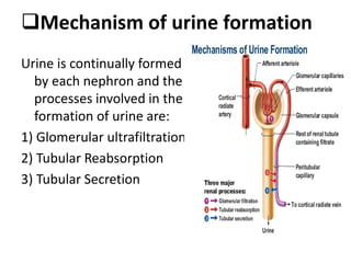Mechanism of urine formation
Urine is continually formed
by each nephron and the
processes involved in the
formation of urine are:
1) Glomerular ultrafiltration
2) Tubular Reabsorption
3) Tubular Secretion
 