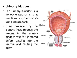  Urinarry bladder
• The urinary bladder is a
hollow elastic organ that
functions as the body's
urine storage tank.
• Urine produced by the
kidneys flows through the
ureters to the urinary
bladder, where it is stored
before passing into the
urethra and exciting the
body.
 