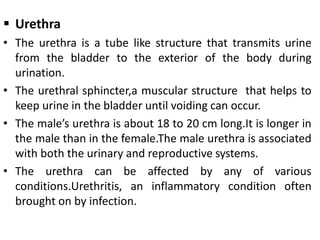  Urethra
• The urethra is a tube like structure that transmits urine
from the bladder to the exterior of the body during
urination.
• The urethral sphincter,a muscular structure that helps to
keep urine in the bladder until voiding can occur.
• The male’s urethra is about 18 to 20 cm long.It is longer in
the male than in the female.The male urethra is associated
with both the urinary and reproductive systems.
• The urethra can be affected by any of various
conditions.Urethritis, an inflammatory condition often
brought on by infection.
 