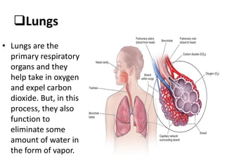 Lungs
• Lungs are the
primary respiratory
organs and they
help take in oxygen
and expel carbon
dioxide. But, in this
process, they also
function to
eliminate some
amount of water in
the form of vapor.
 