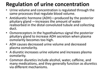 Regulation of urine concentration
• Urine volume and concentration is regulated through the
same processes that regulate blood volume.
• Antidiuretic hormone (ADH)—produced by the posterior
pituitary gland —increases the amount of water
reabsorbed in the distal convoluted tubule and collecting
duct.
• Osmoreceptors in the hypothalamus signal the posterior
pituitary gland to increase ADH secretion when plasma
osmolarity becomes too high.
• ADH causes decreased urine volume and decreased
plasma osmolarity.
• A diuretic increases urine volume and increases plasma
osmolarity.
• Common diuretics include alcohol, water, caffeine, and
many medications, and they generally function as diuretics
via different mechanisms.
 