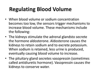 • When blood volume or sodium concentration
becomes too low, the sensors trigger mechanisms to
increase blood volume. These mechanisms include
the following:
• The kidneys stimulate the adrenal glandsto secrete
the hormone aldosterone. Aldosterone causes the
kidneys to retain sodium and to excrete potassium.
When sodium is retained, less urine is produced,
eventually causing blood volume to increase.
• The pituitary gland secretes vasopressin (sometimes
called antidiuretic hormone). Vasopressin causes the
kidneys to conserve water.
Regulating Blood Volume
 