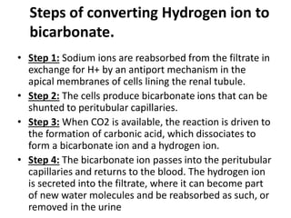 Steps of converting Hydrogen ion to
bicarbonate.
• Step 1: Sodium ions are reabsorbed from the filtrate in
exchange for H+ by an antiport mechanism in the
apical membranes of cells lining the renal tubule.
• Step 2: The cells produce bicarbonate ions that can be
shunted to peritubular capillaries.
• Step 3: When CO2 is available, the reaction is driven to
the formation of carbonic acid, which dissociates to
form a bicarbonate ion and a hydrogen ion.
• Step 4: The bicarbonate ion passes into the peritubular
capillaries and returns to the blood. The hydrogen ion
is secreted into the filtrate, where it can become part
of new water molecules and be reabsorbed as such, or
removed in the urine
 