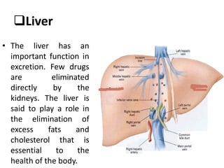 Liver
• The liver has an
important function in
excretion. Few drugs
are eliminated
directly by the
kidneys. The liver is
said to play a role in
the elimination of
excess fats and
cholesterol that is
essential to the
health of the body.
 
