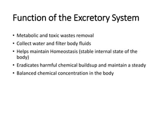 Function of the Excretory System
• Metabolic and toxic wastes removal
• Collect water and filter body fluids
• Helps maintain Homeostasis (stable internal state of the
body)
• Eradicates harmful chemical buildsup and maintain a steady
• Balanced chemical concentration in the body
 