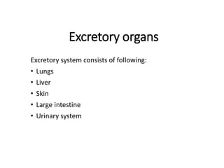 Excretory organs
Excretory system consists of following:
• Lungs
• Liver
• Skin
• Large intestine
• Urinary system
 