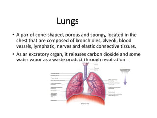Lungs
• A pair of cone-shaped, porous and spongy, located in the
chest that are composed of bronchioles, alveoli, blood
vessels, lymphatic, nerves and elastic connective tissues.
• As an excretory organ, it releases carbon dioxide and some
water vapor as a waste product through respiration.
 