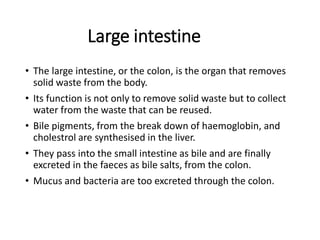 Large intestine
• The large intestine, or the colon, is the organ that removes
solid waste from the body.
• Its function is not only to remove solid waste but to collect
water from the waste that can be reused.
• Bile pigments, from the break down of haemoglobin, and
cholestrol are synthesised in the liver.
• They pass into the small intestine as bile and are finally
excreted in the faeces as bile salts, from the colon.
• Mucus and bacteria are too excreted through the colon.
 