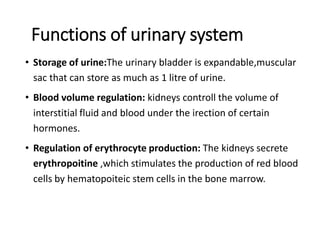 Functions of urinary system
• Storage of urine:The urinary bladder is expandable,muscular
sac that can store as much as 1 litre of urine.
• Blood volume regulation: kidneys controll the volume of
interstitial fluid and blood under the irection of certain
hormones.
• Regulation of erythrocyte production: The kidneys secrete
erythropoitine ,which stimulates the production of red blood
cells by hematopoiteic stem cells in the bone marrow.
 