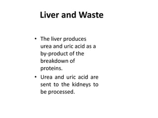 Liver and Waste
• The liver produces
urea and uric acid as a
by-product of the
breakdown of
proteins.
• Urea and uric acid are
sent to the kidneys to
be processed.
 