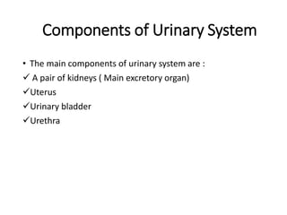 Components of Urinary System
• The main components of urinary system are :
 A pair of kidneys ( Main excretory organ)
Uterus
Urinary bladder
Urethra
 