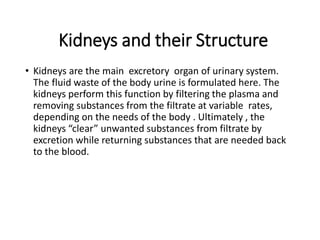 Kidneys and their Structure
• Kidneys are the main excretory organ of urinary system.
The fluid waste of the body urine is formulated here. The
kidneys perform this function by filtering the plasma and
removing substances from the filtrate at variable rates,
depending on the needs of the body . Ultimately , the
kidneys “clear” unwanted substances from filtrate by
excretion while returning substances that are needed back
to the blood.
 