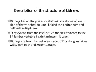 Description of the structure of kidneys
Kidneys lies on the posterior abdominal wall one on each
side of the vertebral column, behind the peritoneum and
bellow the diaphram.
They extend from the level of 12th thoracic vertebra to the
3rd lumber vertebra inside the lower rib cage.
Kidneys are bean shaped organ, about 11cm long and 6cm
wide, 3cm thick and weight 150gm.
 