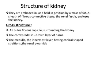 Structure of kidney
They are embaded in, and held in position by a mass of fat. A
sheath of fibrous connective tissue, the renal fascia, encloses
the kidney.
Gross structure :
 An outer fibrous capsule, surrounding the kidney
The cortex reddish –brown layer of tissue
The medulla, the innermost layer, having conical shaped
straitions ,the renal pyramids
 
