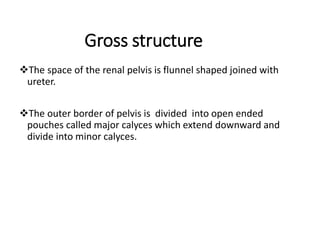 Gross structure
The space of the renal pelvis is flunnel shaped joined with
ureter.
The outer border of pelvis is divided into open ended
pouches called major calyces which extend downward and
divide into minor calyces.
 