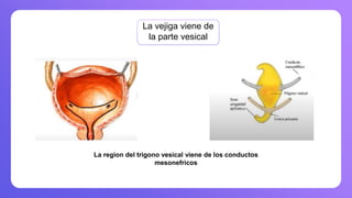 La vejiga viene de
la parte vesical
La region del trigono vesical viene de los conductos
mesonefricos
 