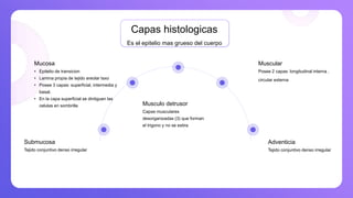 Capas histologicas
Es el epitelio mas grueso del cuerpo
Submucosa
Tejido conjuntivo denso irregular
Muscular
Posee 2 capas: longitudinal interna ,
circular externa
Adventicia
Tejido conjuntivo denso irregular
Mucosa
• Epitelio de transicion
• Lamina propia de tejido areolar laxo
• Posee 3 capas: superficial, intermedia y
basal.
• En la capa superficial se dintiguen las
celulas en sombrilla Musculo detrusor
Capas musculares
desorganizadas (3) que forman
el trigono y no se estira
 