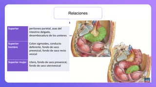 Relaciones
Superior peritoneo parietal, asas del
intestino delgado,
desembocadura de los ureteres
Superior
hombre
Colon sigmoides, conducto
deferente, fondo de saco
prevesical, fondo de saco recto
vesical
Superior mujer Utero, fondo de saco prevesical,
fondo de saco uterovesical
 