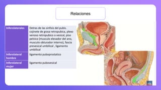 Relaciones
Inferolaterales Detras de las sinfisis del pubis.
cojinete de grasa retropubica, plexo
venoso retropubico o vesical, piso
pelvico (musculo elevador del ano,
musculo obturador interno), fascia
prevesical umbilical , ligamento
umbilical
Inferolateral
hombre
ligamento puboprostatico
Inferolateral
mujer
ligamento pubovesical
 