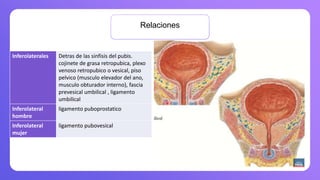 Relaciones
Inferolaterales Detras de las sinfisis del pubis.
cojinete de grasa retropubica, plexo
venoso retropubico o vesical, piso
pelvico (musculo elevador del ano,
musculo obturador interno), fascia
prevesical umbilical , ligamento
umbilical
Inferolateral
hombre
ligamento puboprostatico
Inferolateral
mujer
ligamento pubovesical
 