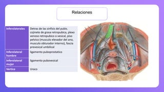 Relaciones
Inferolaterales Detras de las sinfisis del pubis.
cojinete de grasa retropubica, plexo
venoso retropubico o vesical, piso
pelvico (musculo elevador del ano,
musculo obturador interno), fascia
prevesical umbilical
Inferolateral
hombre
ligamento puboprostatico
Inferolateral
mujer
ligamento pubovesical
Vertice Uraco
 